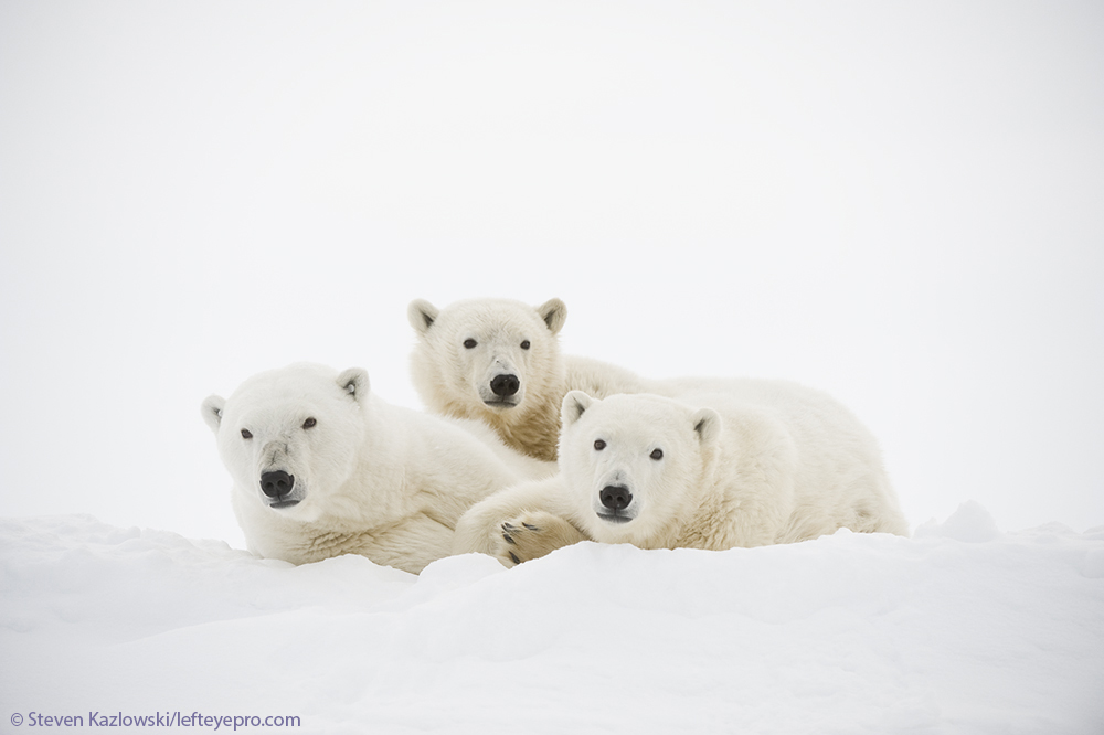 sow cubs babies baby family resting nanook nanuk white bear