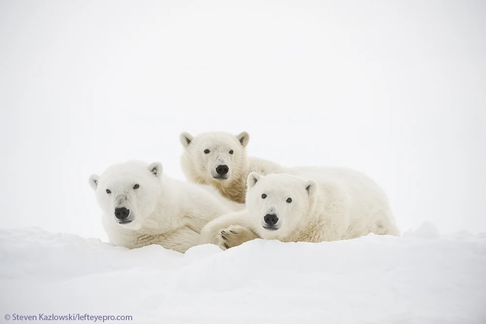 Akook AKOOK ARCTIC ADVENTURES
