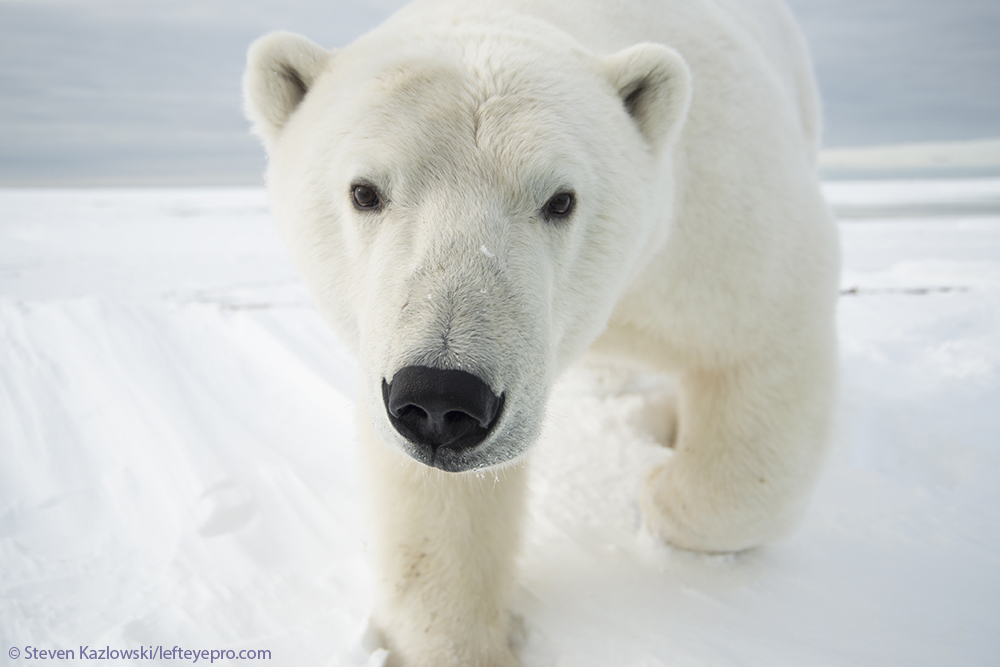 adult approaching curious profile ice bear