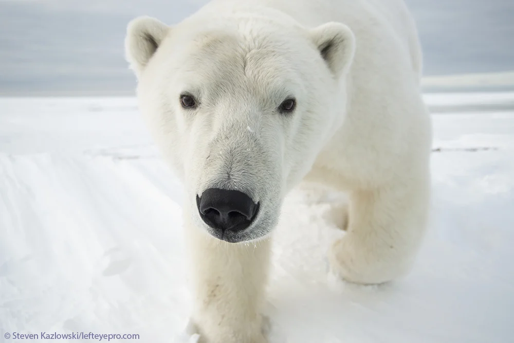 Akook AKOOK ARCTIC ADVENTURES