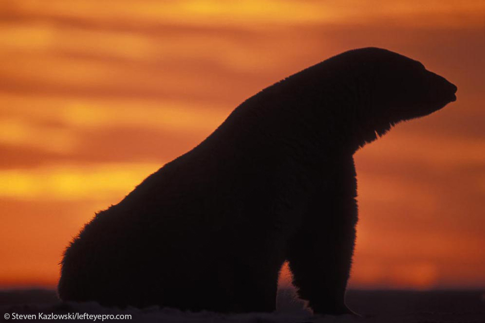 adult profile sunset color glowing sitting bear