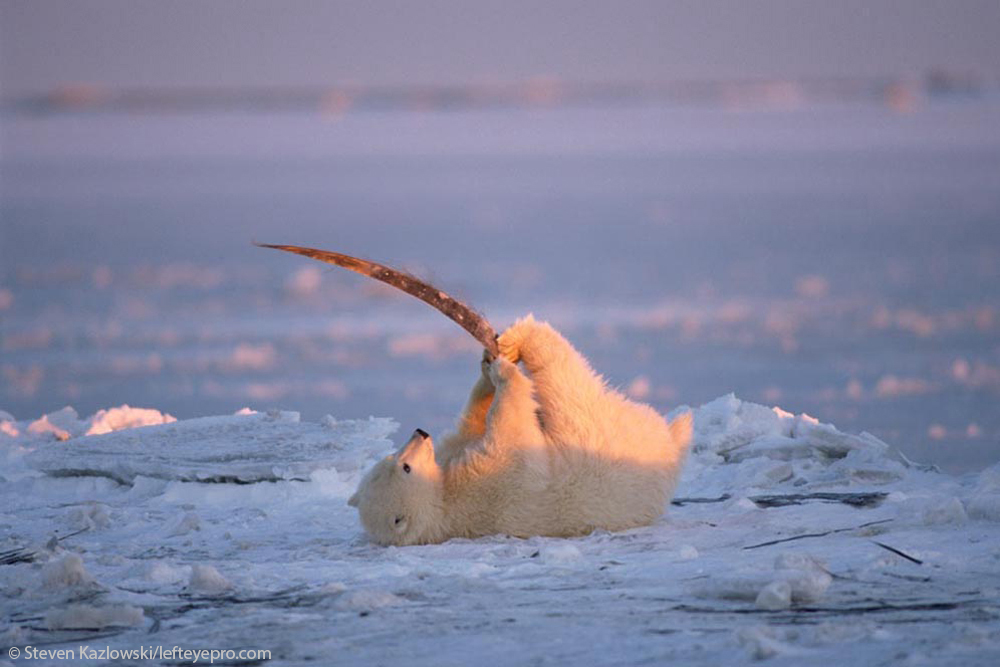 baleen whale playing cub