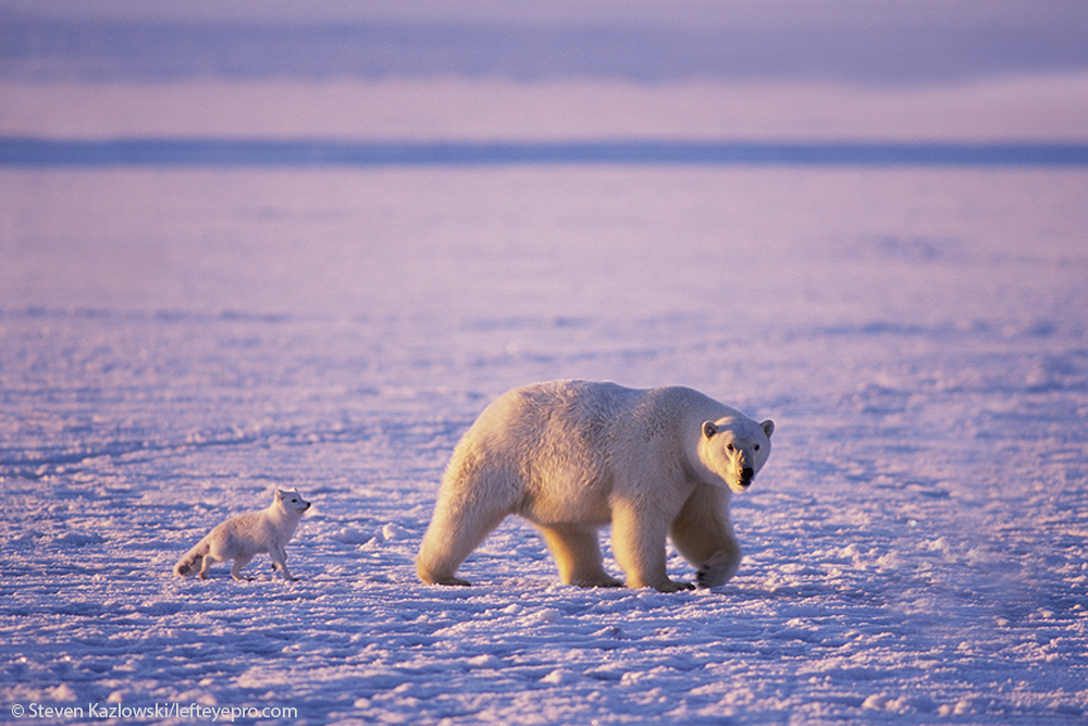 arctic fox white symbiotic relationship traveling together