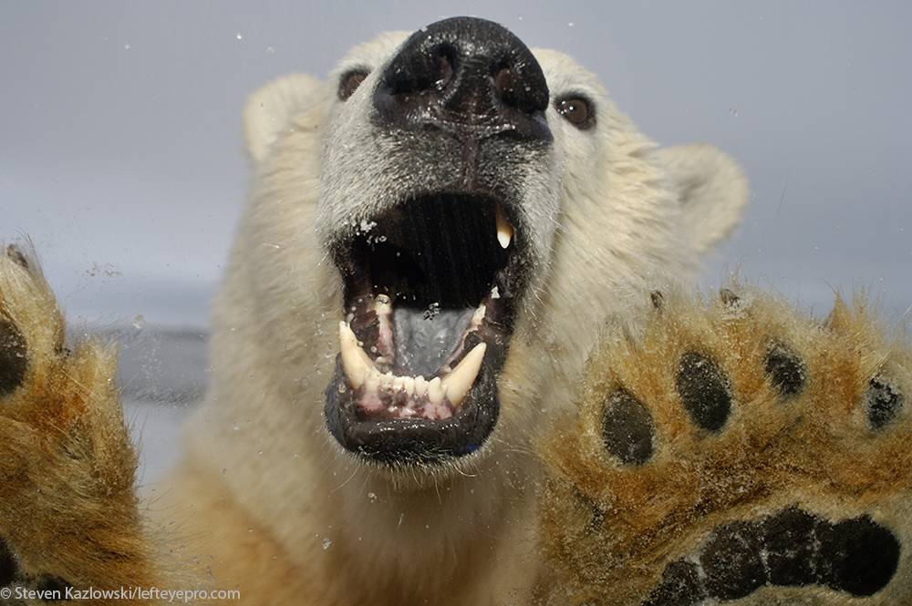 biology Ursus maritimus truck window