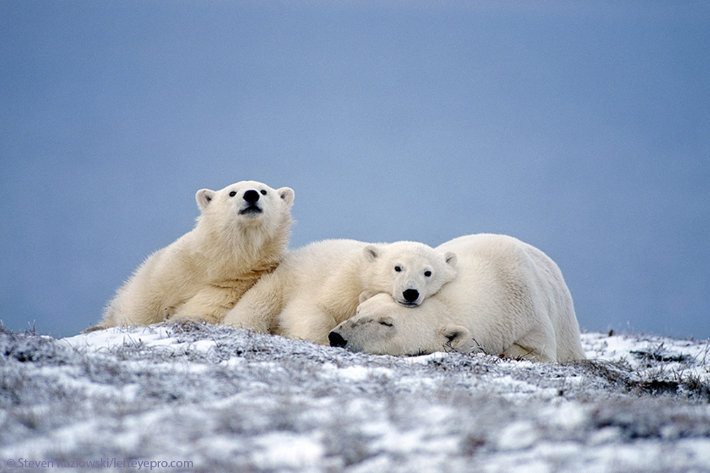 Beaufort Sea Arctic Ocean habitat environmental conservation nature