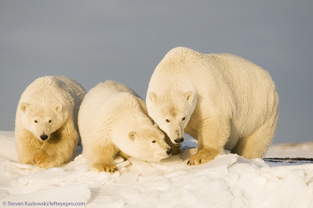 sow cubs