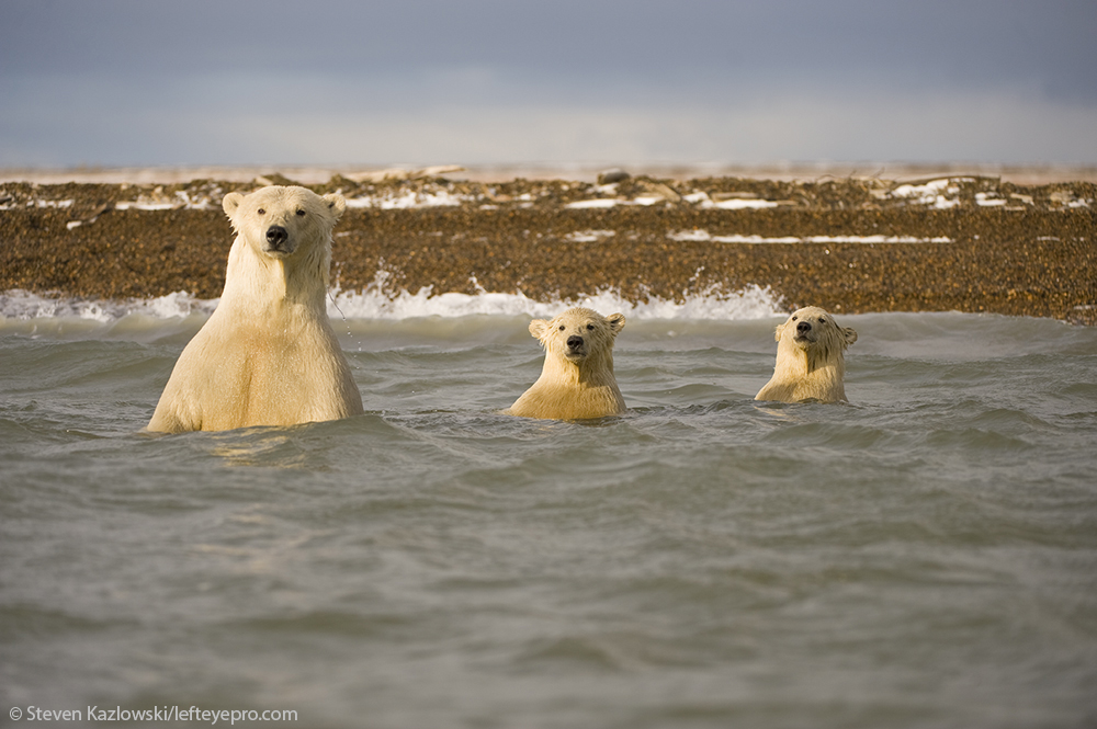 sow and cubs