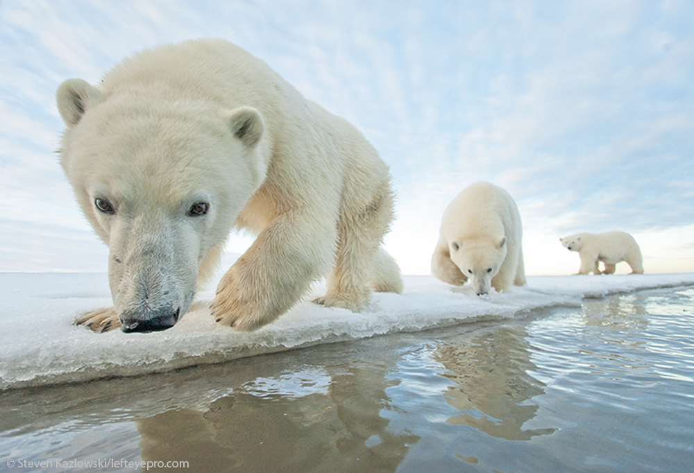 3 Bears