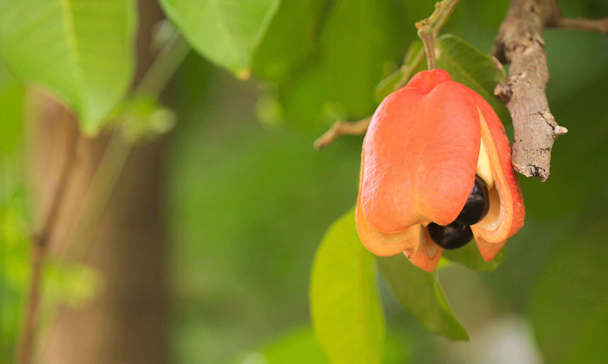 Fresh ackee waiting to be plucked.