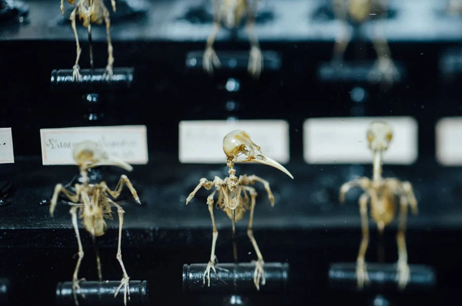 Naturhistoriska museet i Paris