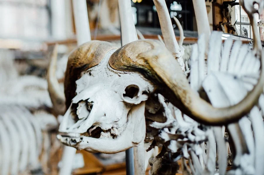 Naturhistoriska museet i Paris