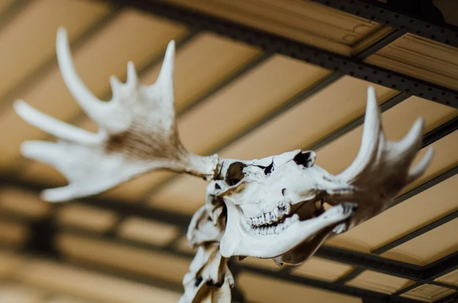 Naturhistoriska museet i Paris