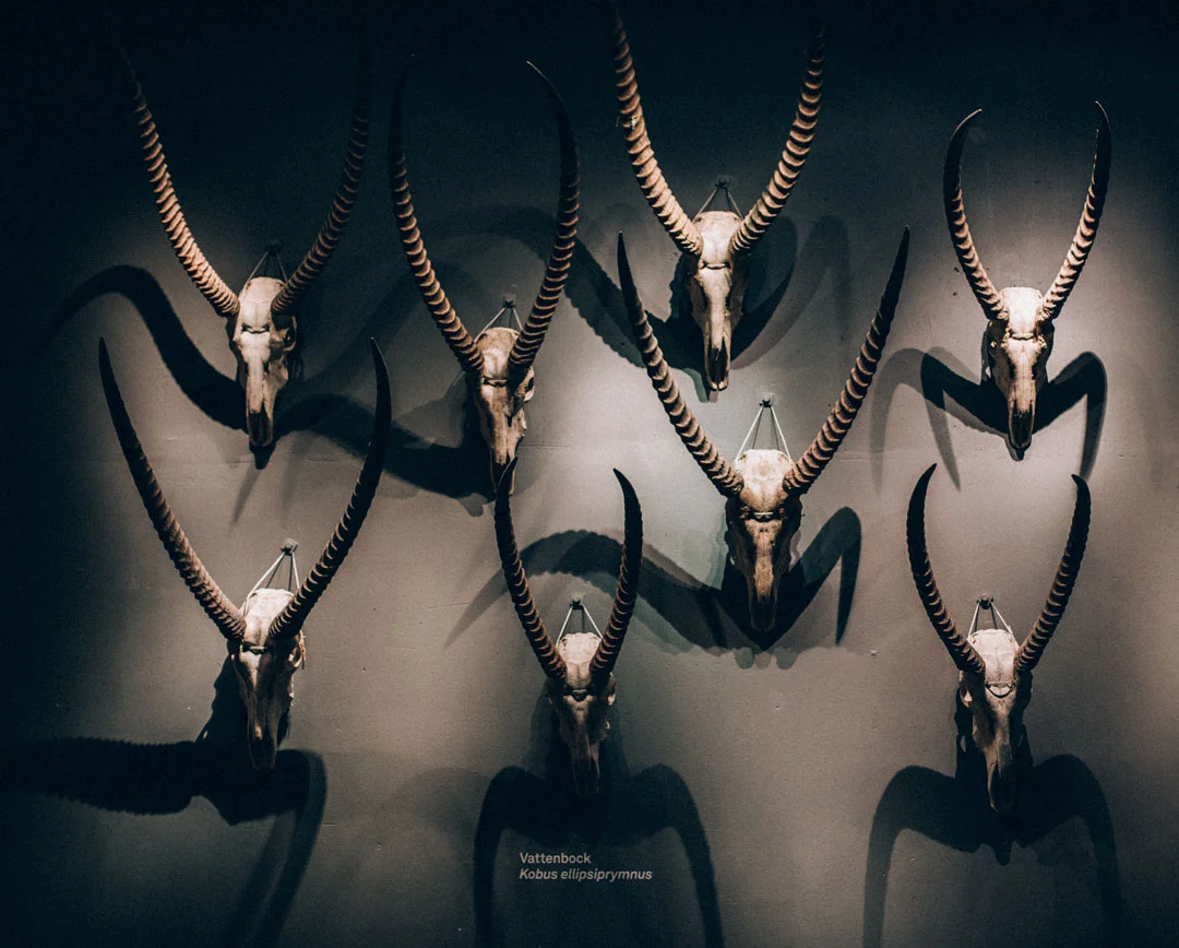 Naturhistoriska_JeanetteSeflin02.jpg