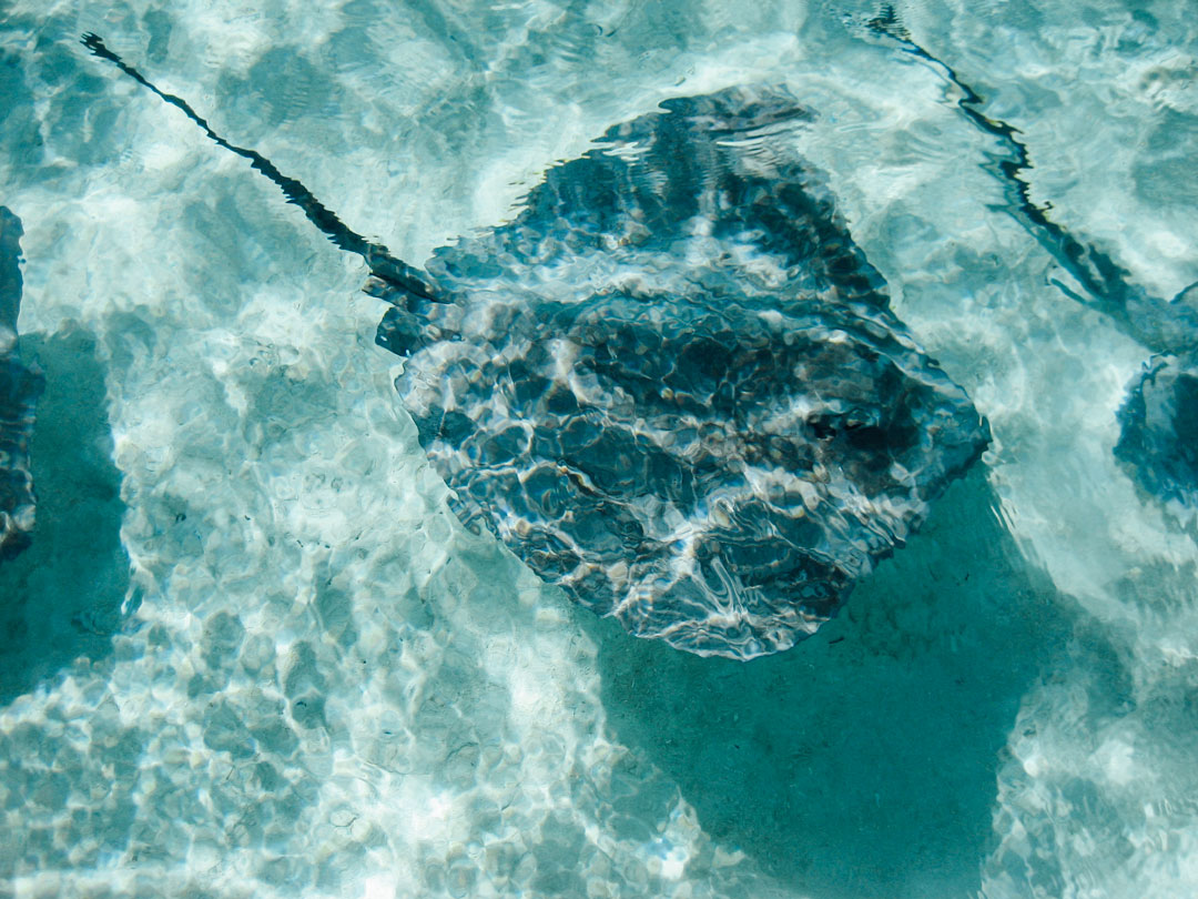snorkla med stingrockor på tahiti