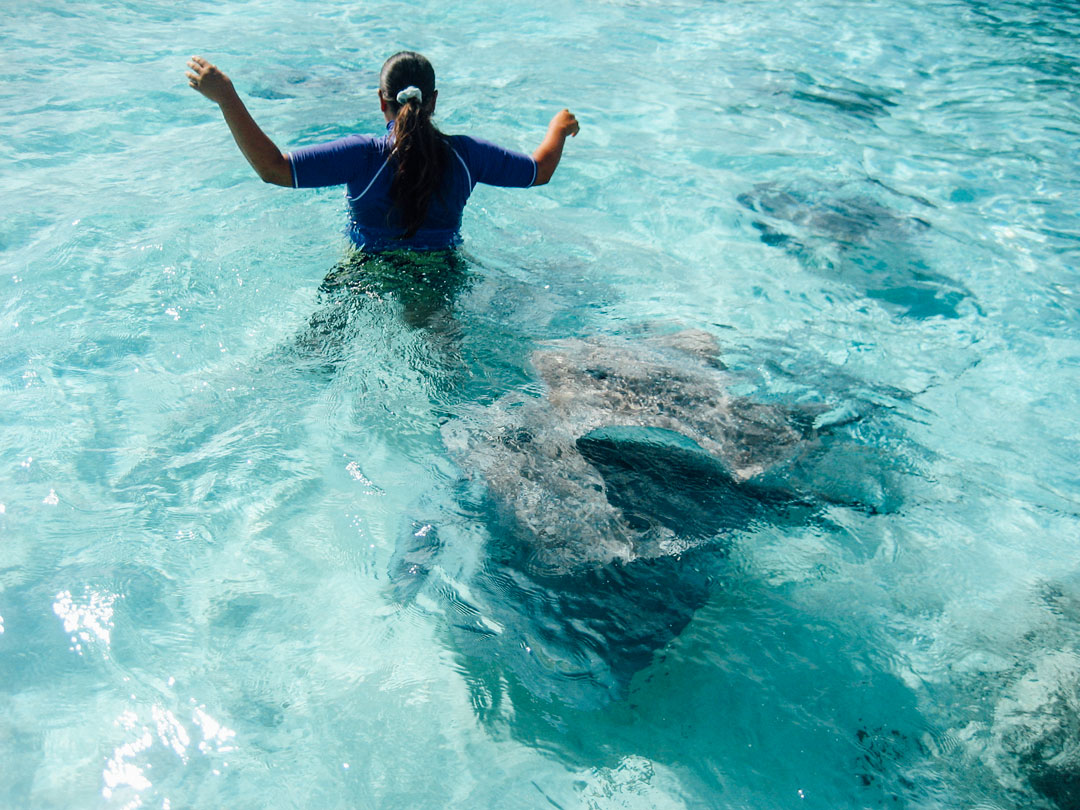 snorkla med hajar på tahiti