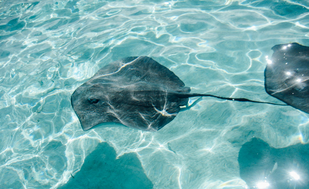 snorkla på moorea island tahiti franska polynesien