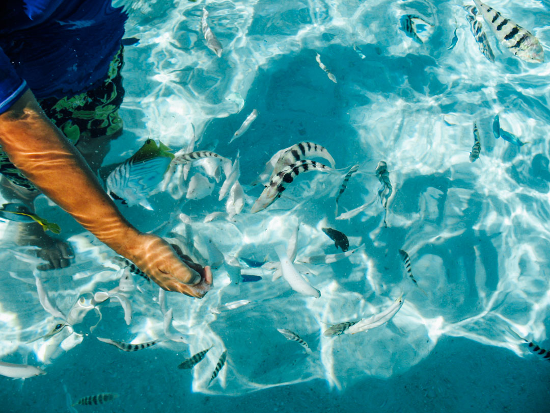 snorkla och backpacka i franska polynesien tahiti