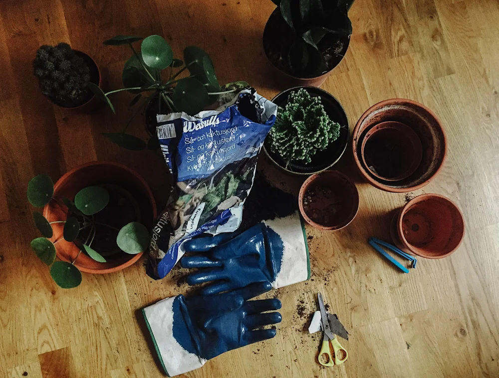 Plantering av kaktus elefantöra och växter hemma
