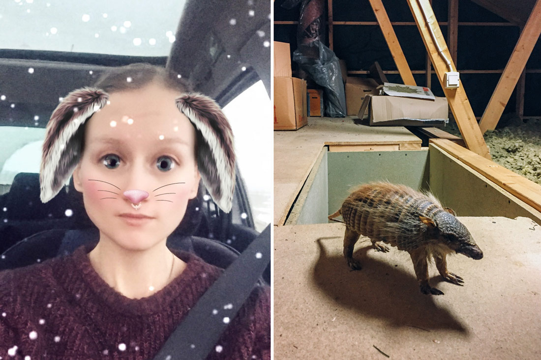 Snapchat filter, rensa vind hitta uppstoppat djur