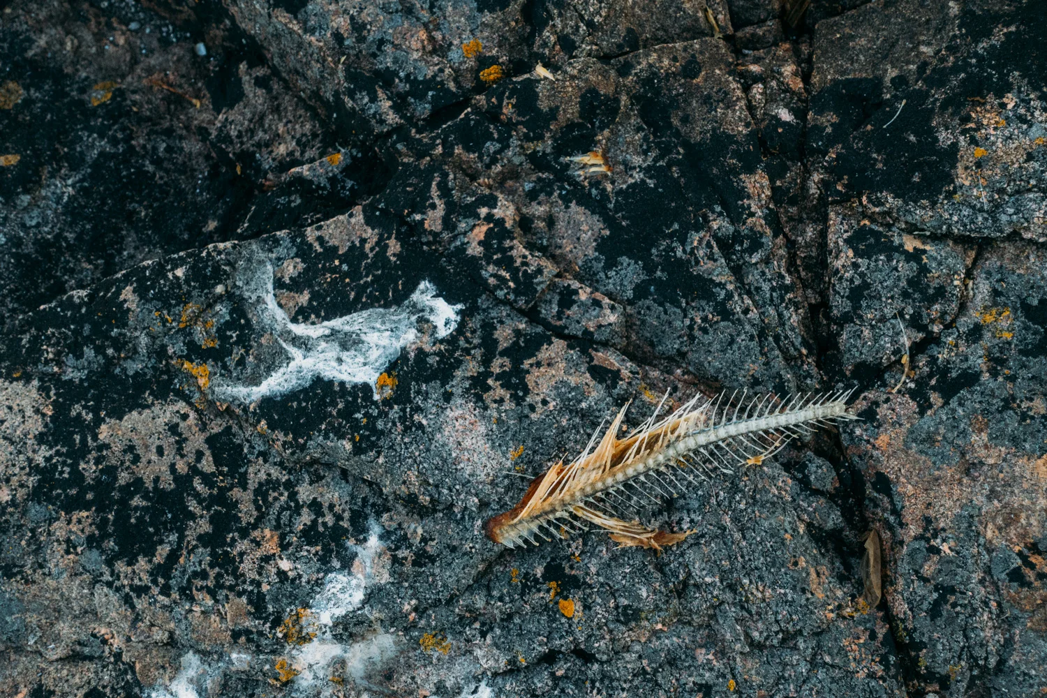 Hyr stuga i Ålands skärgård och få en hela ön Lökskär för dig själv där du kan fiska, basta och bada helt ostört.