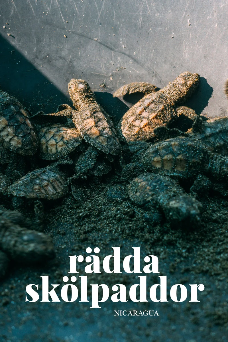 se och rädda havsskölpaddor i Nicaragua på Sea turtle rescue i Jiquilillo