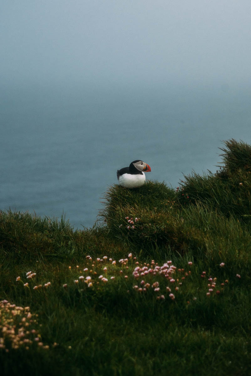 Islands lunnefåglar på Latrabjarg