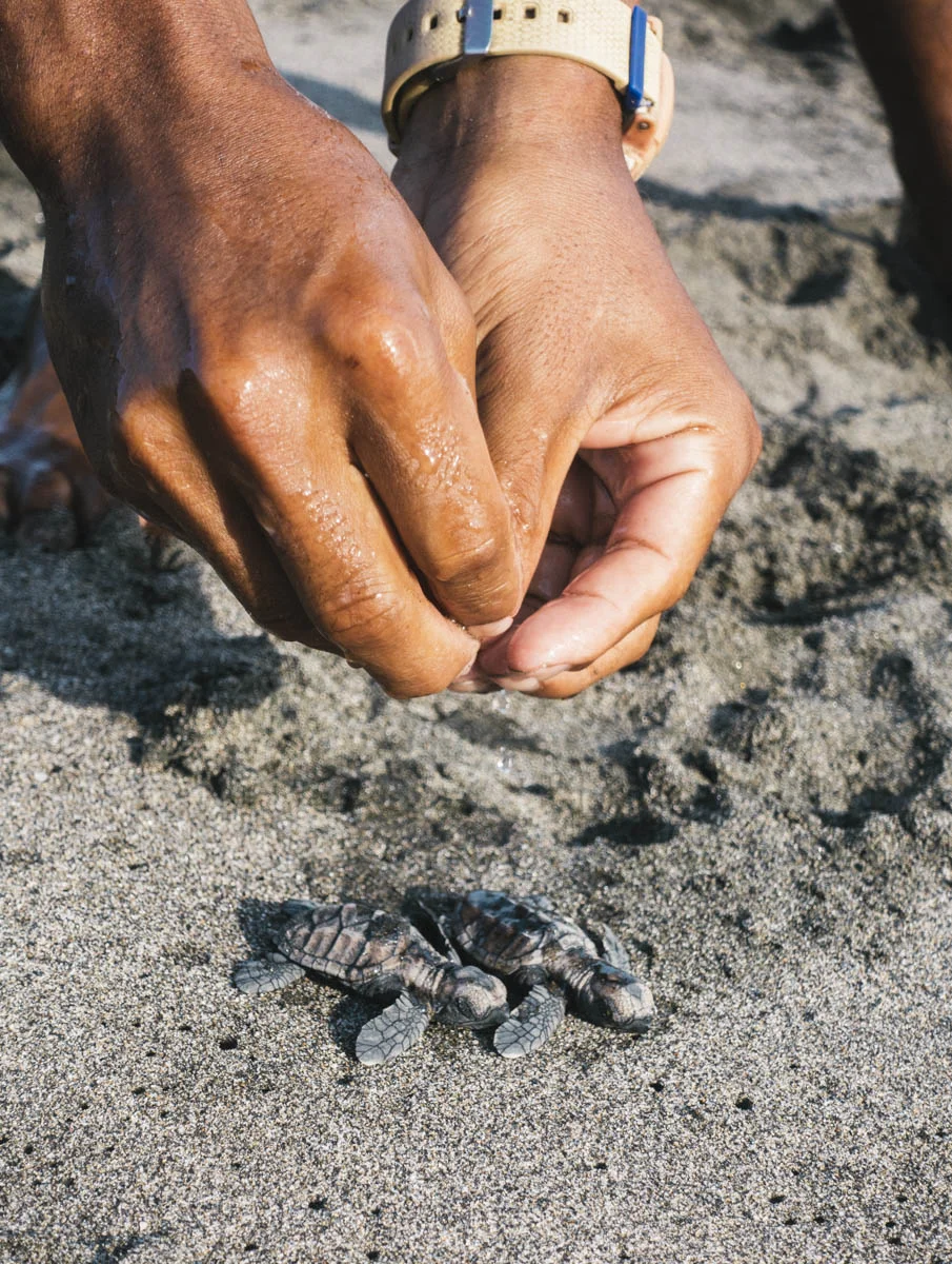 Var med och rädda sköldpaddor i Nicaragua