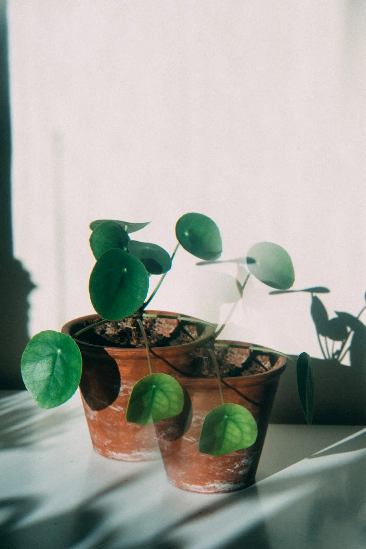 Odla upp en jungel hemma