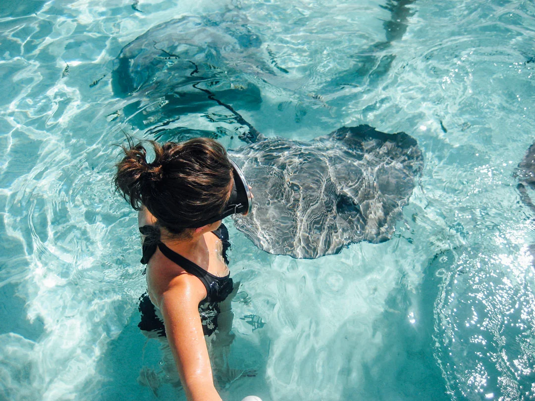 Snorkla med stingrockor och hajar runt Tahiti