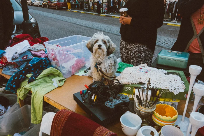 Hur mycket vill ni ha för hunden?