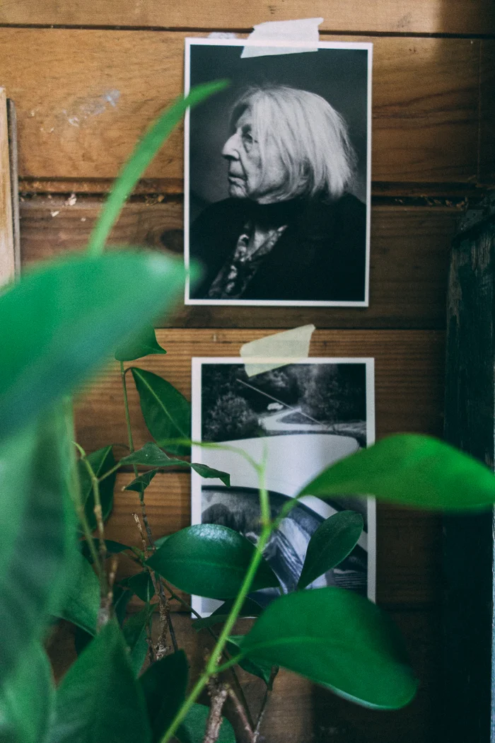 bland plantor och suculenter