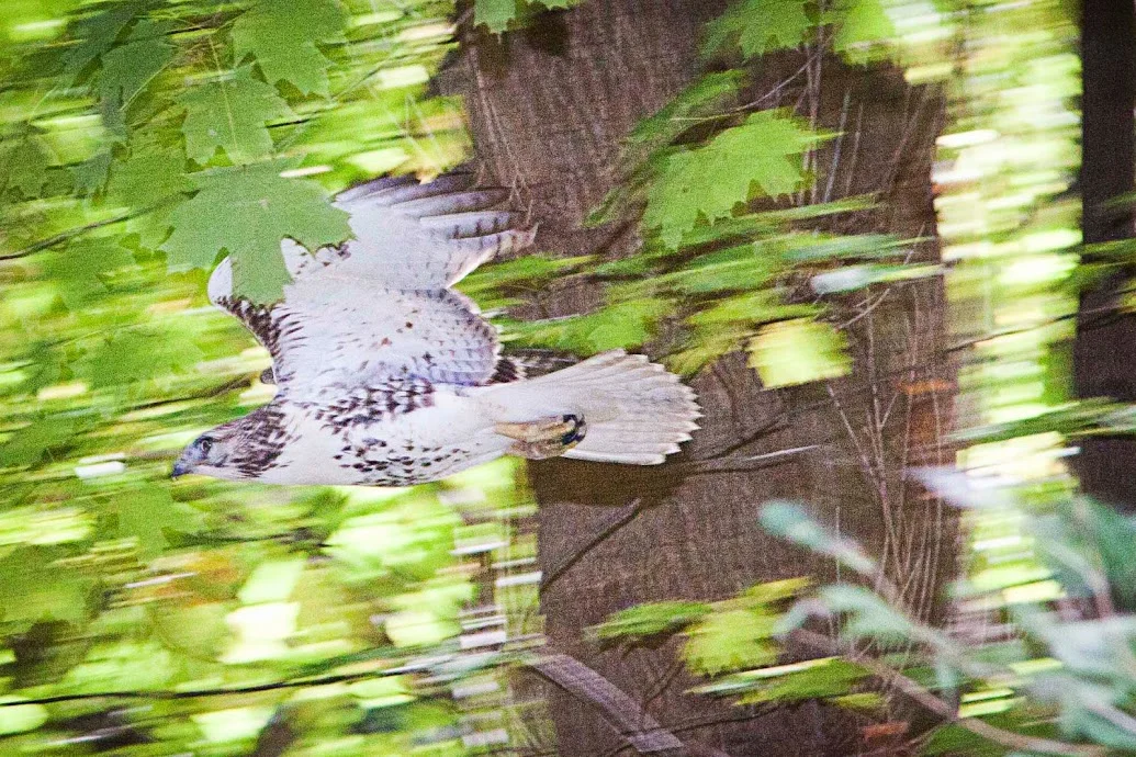hawk1.jpg