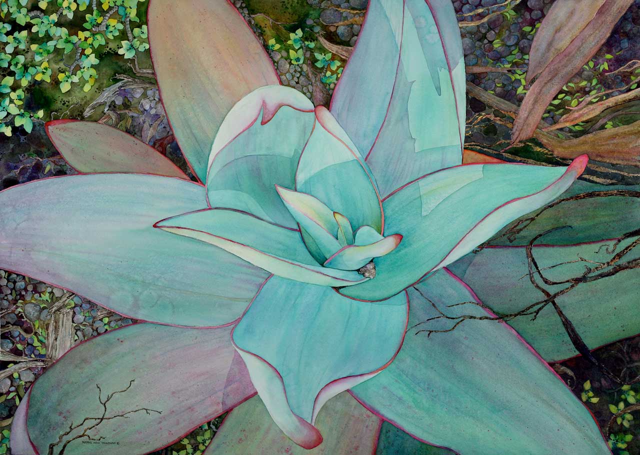 BolinasSucculent_rgb.jpg