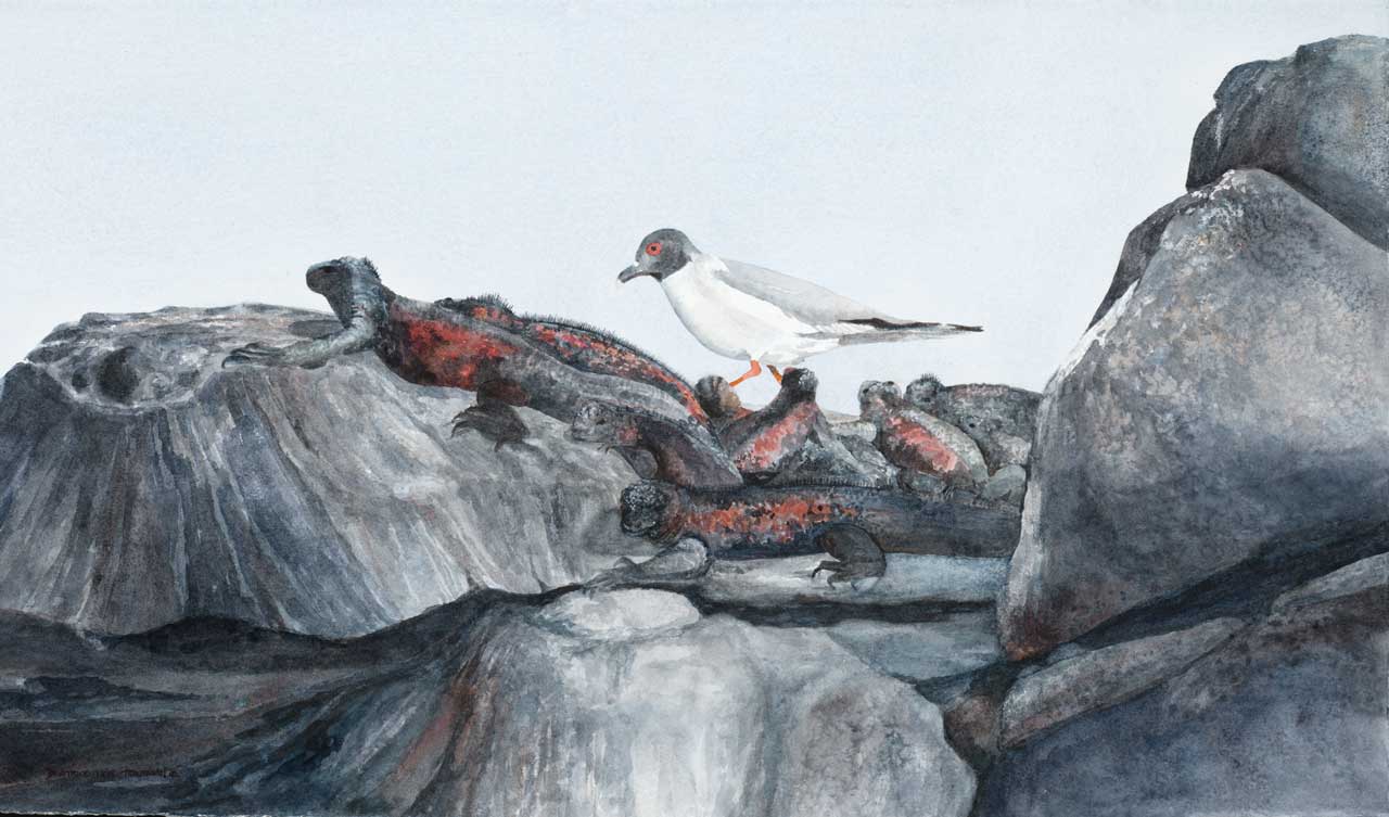 Marine-Iguanas-and-Gull.jpg