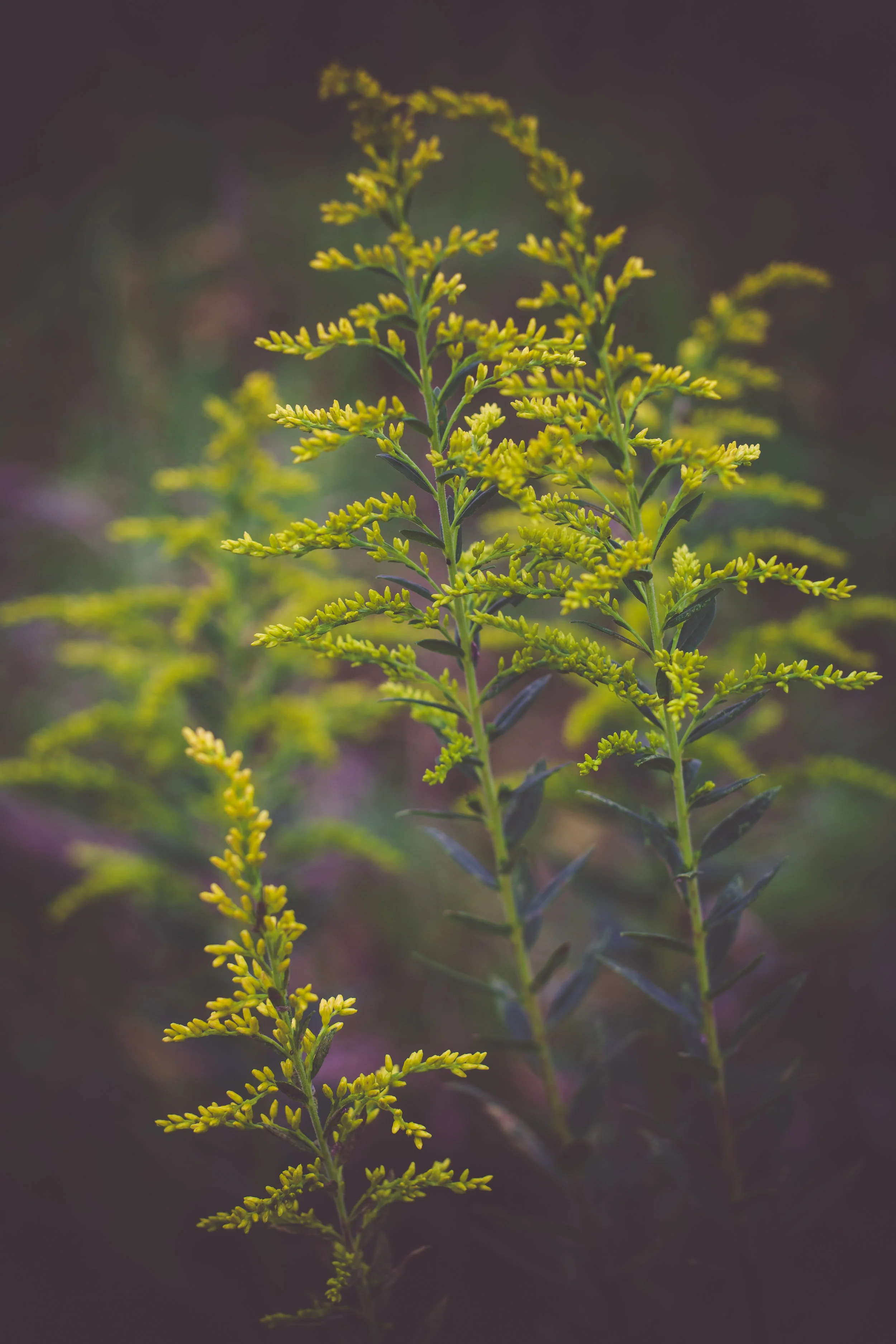 _MG_3557.jpg