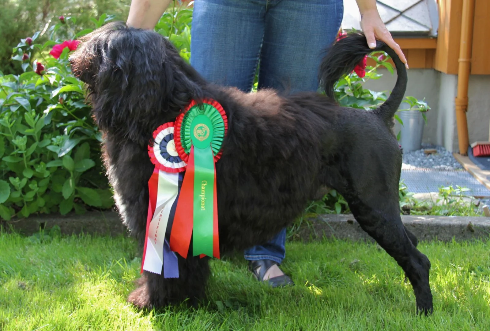 Milo Norwegian Champion July 2013