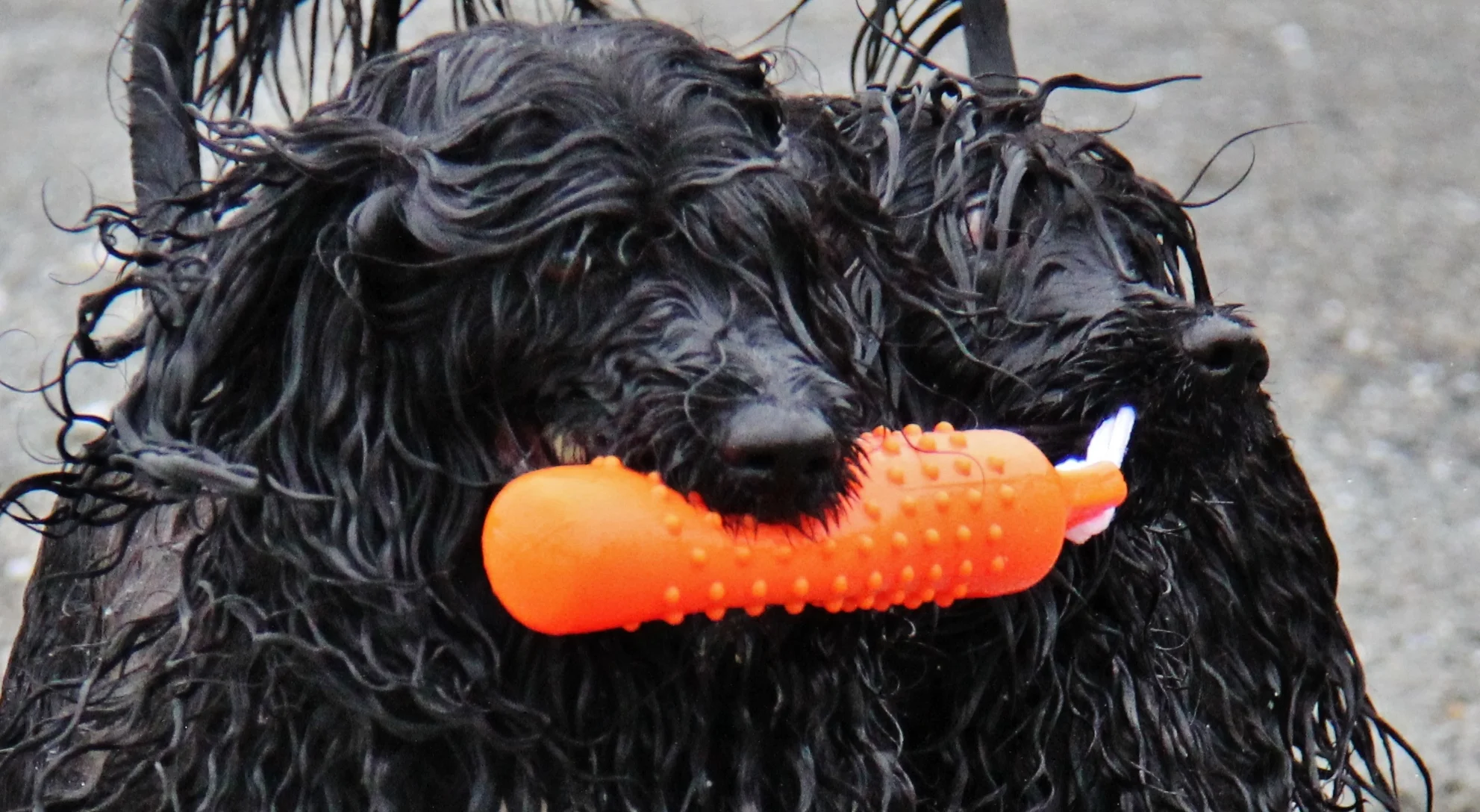 Milo and Enya summer 2013