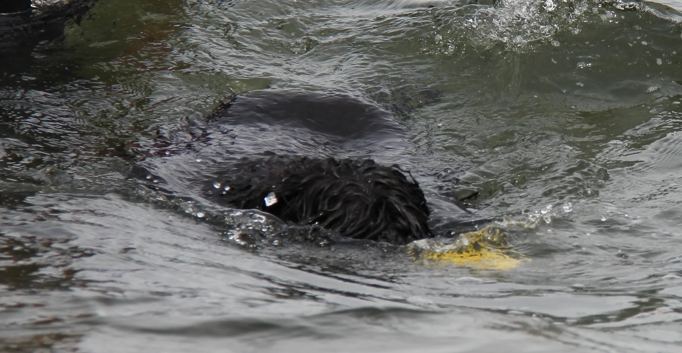 Milo diving