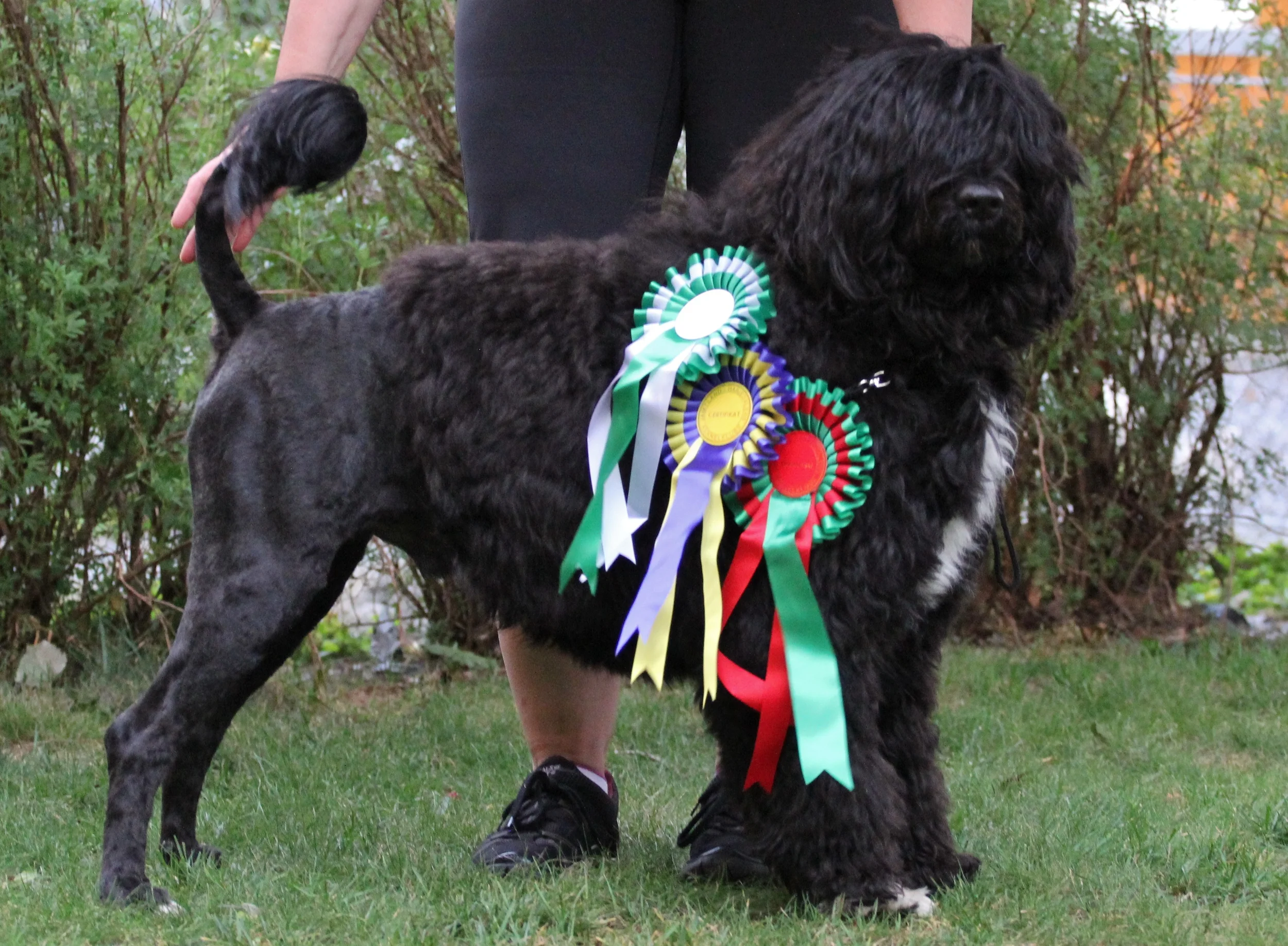 Milo Swedish Champion August 2014