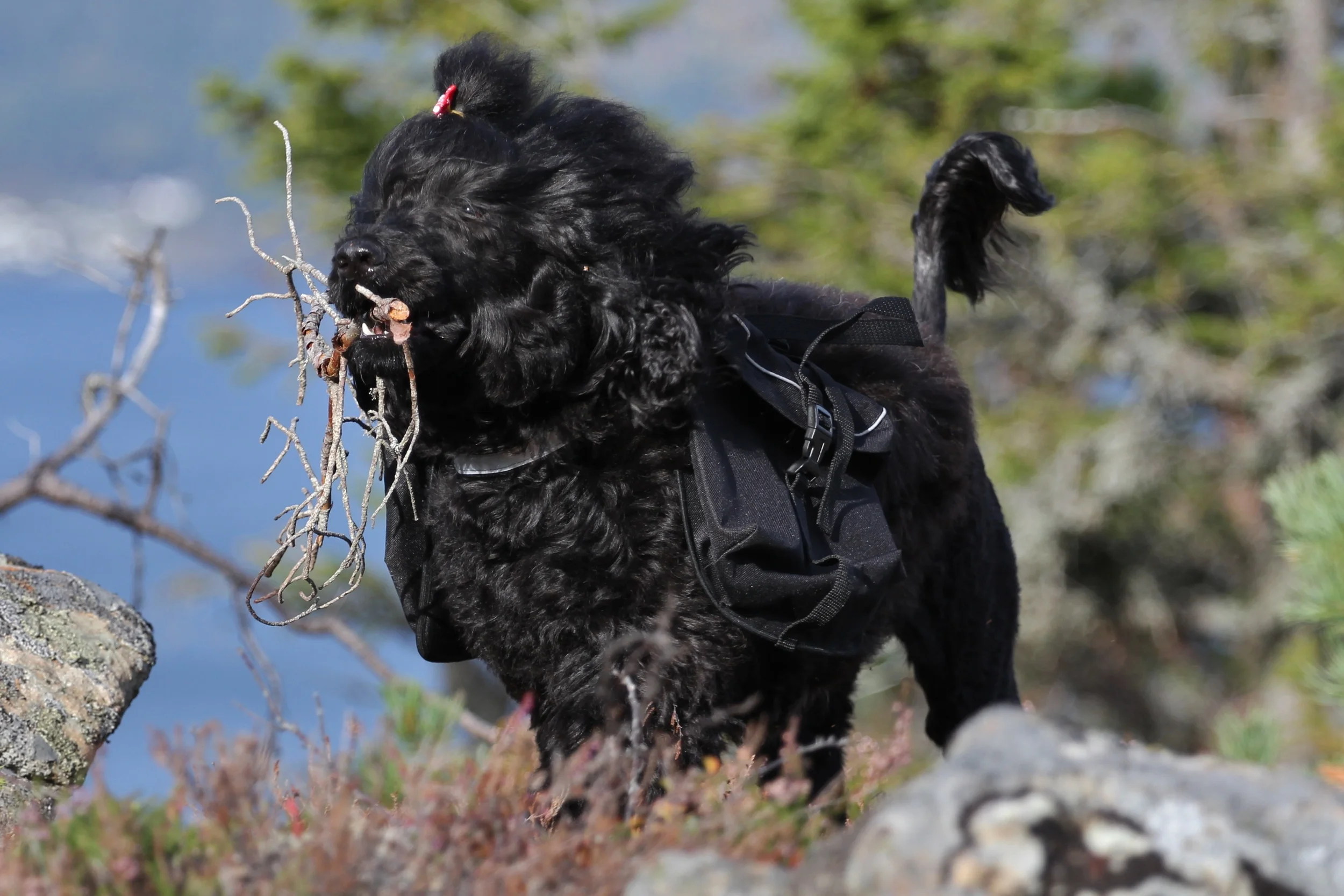 Workingdog Enya