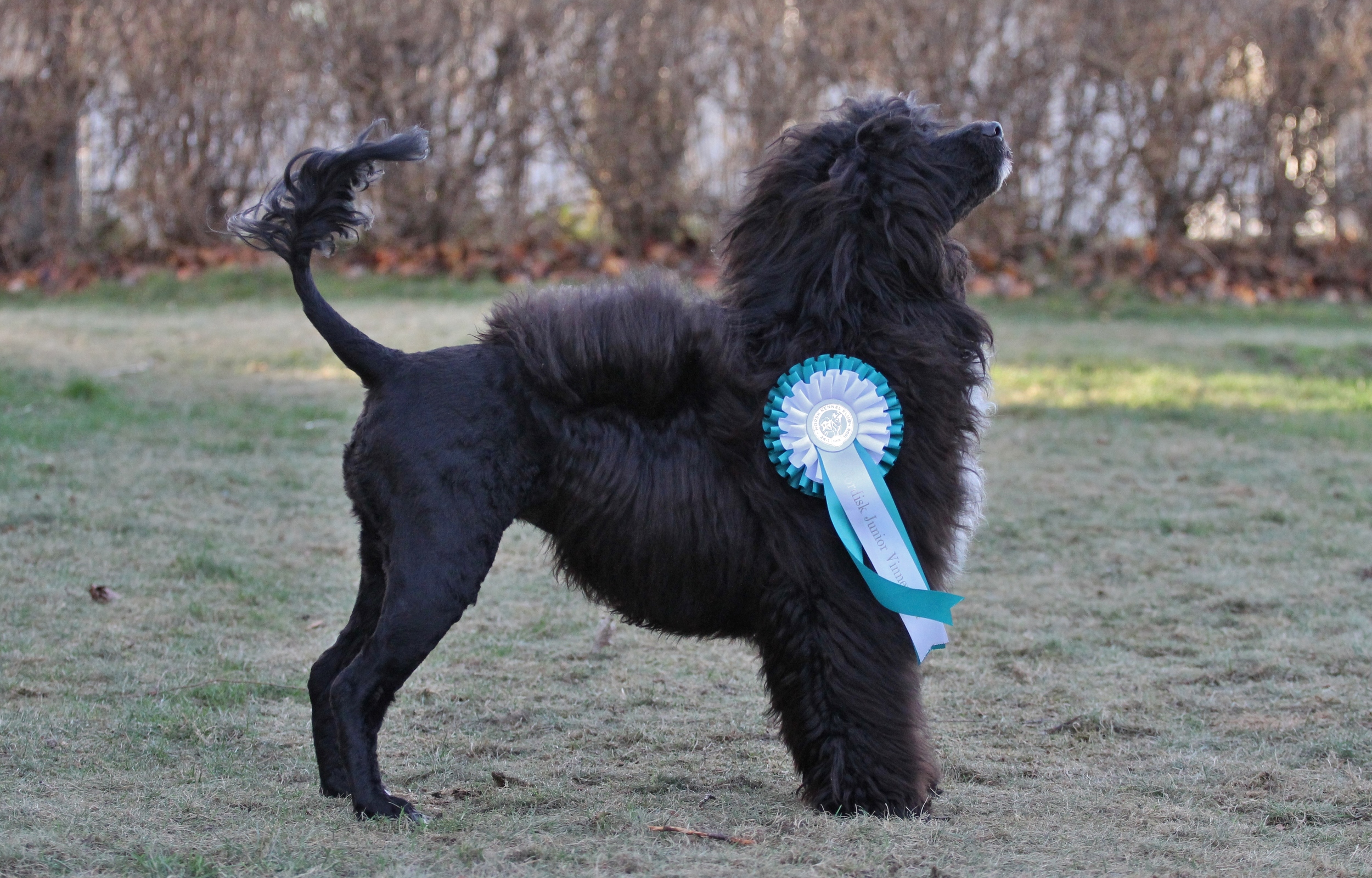 Frida, Isostar's Frida Frosk - Nordic JR Winner 2014