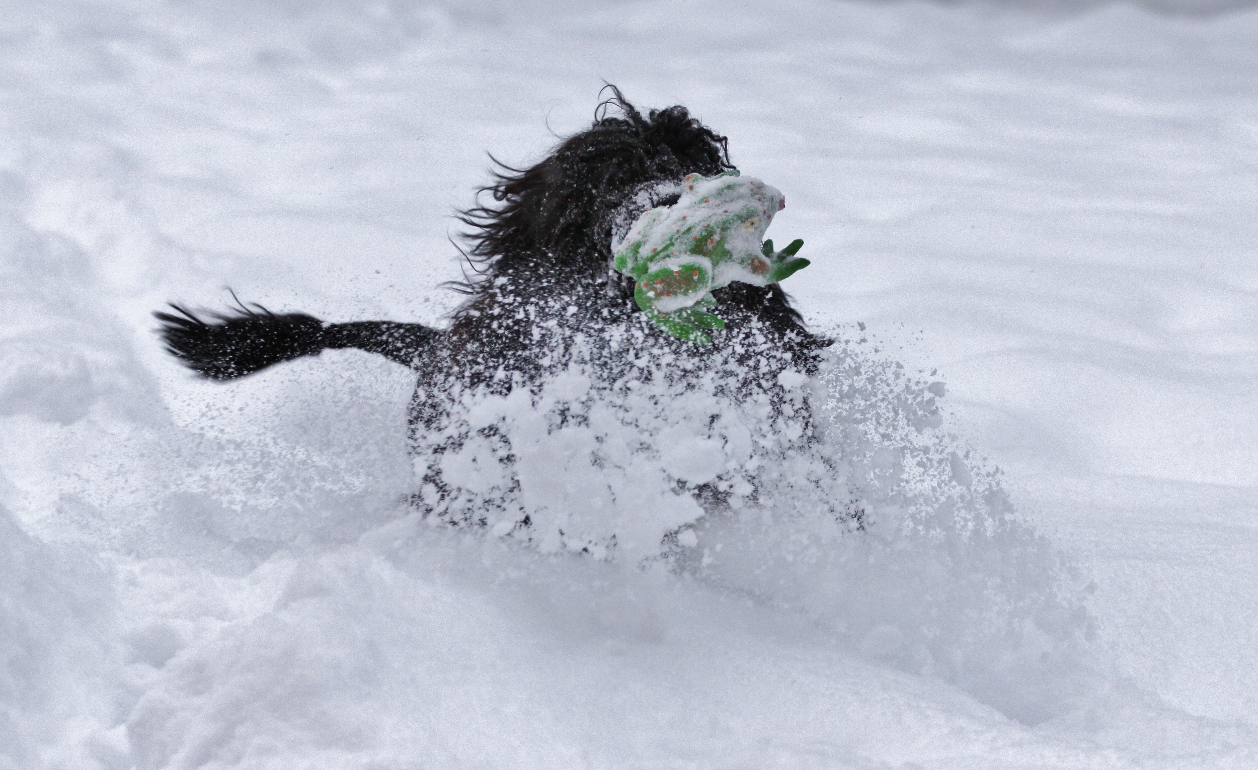 Crazy Frida in the snow