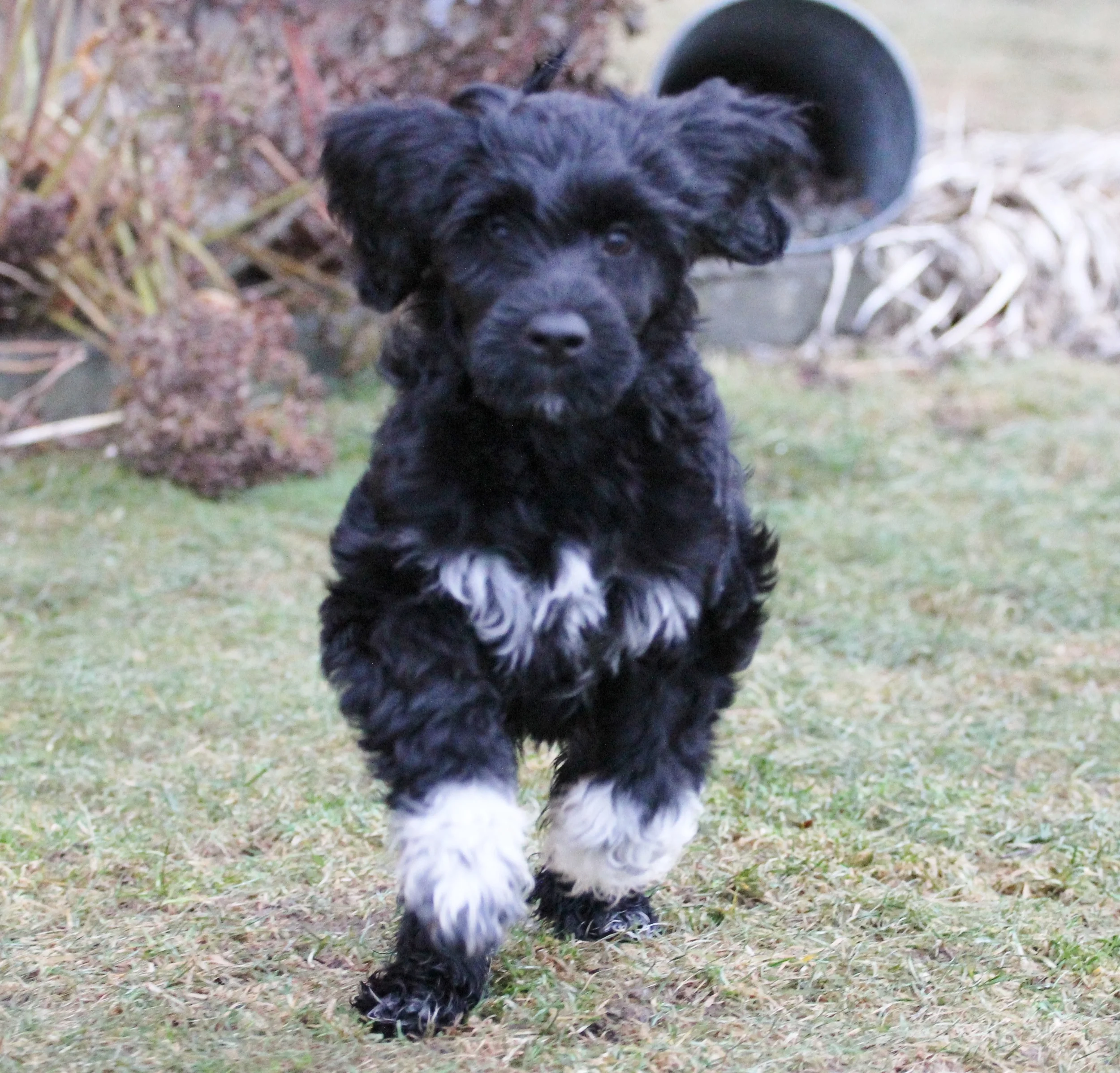 Tres Anjos Sunniva av Isfolket, Ronja