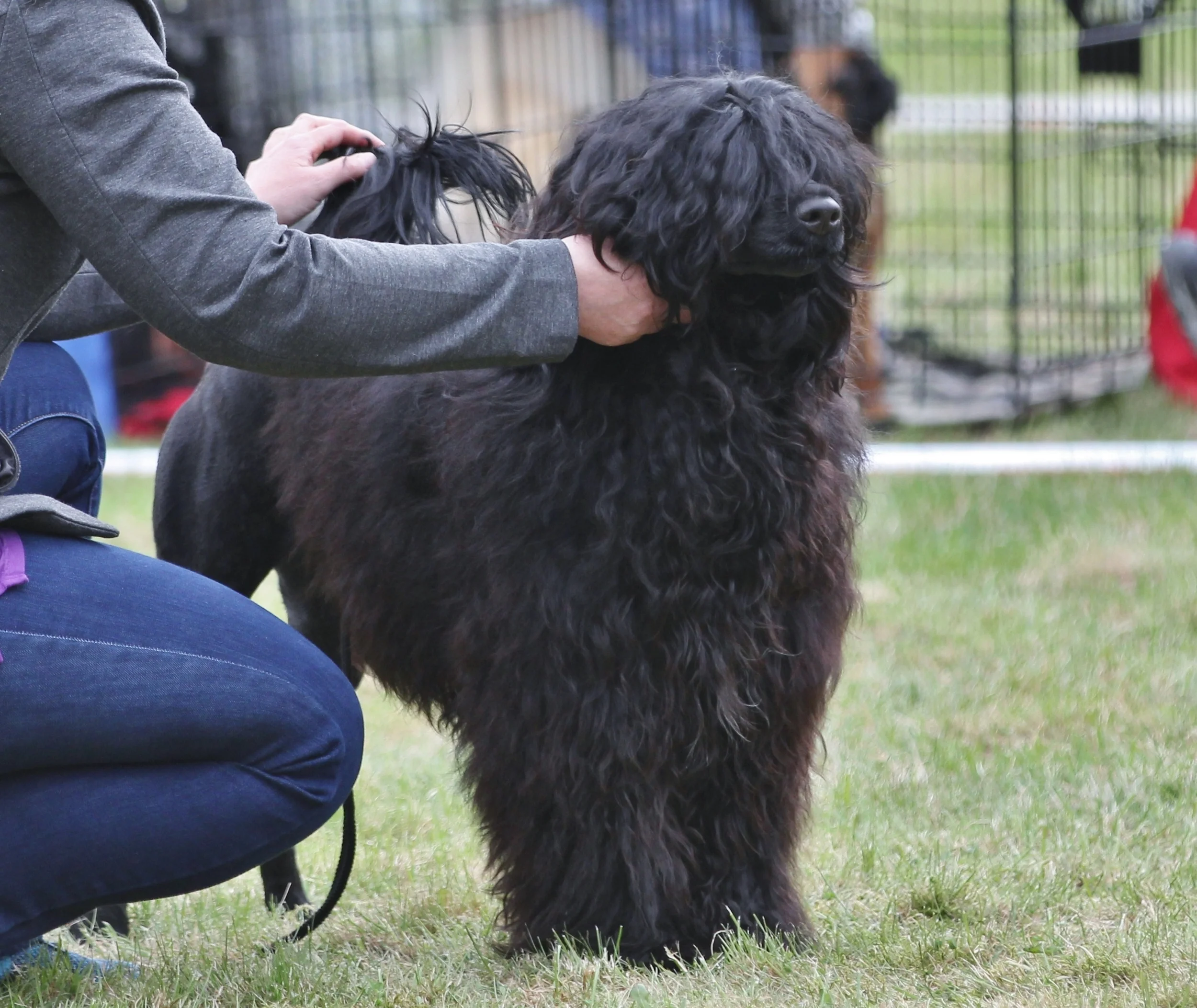 Juni 13 months, Rottweilerklubben nat. dogshow