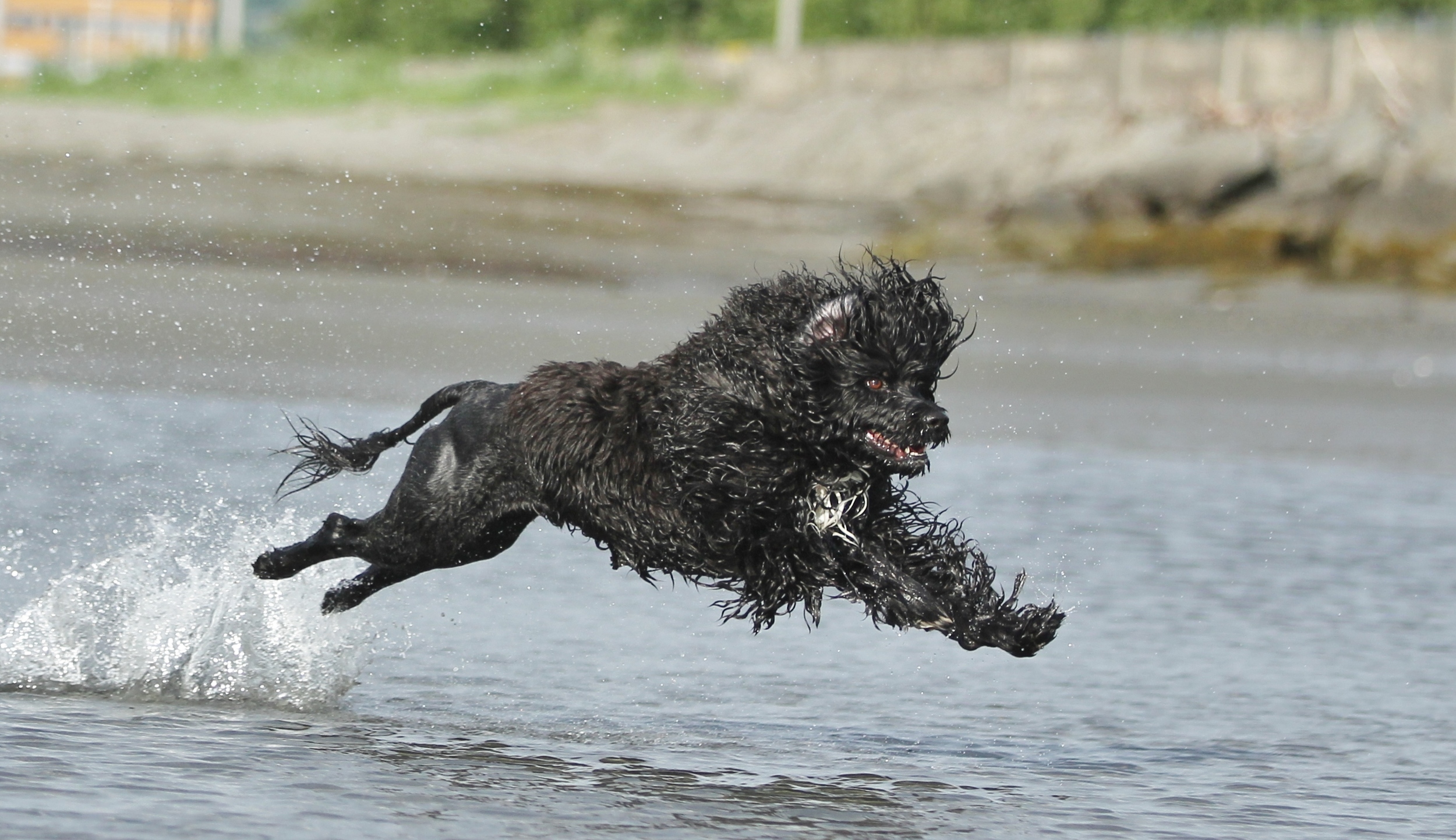 Milo 6 1/2 years, still crazy in the water