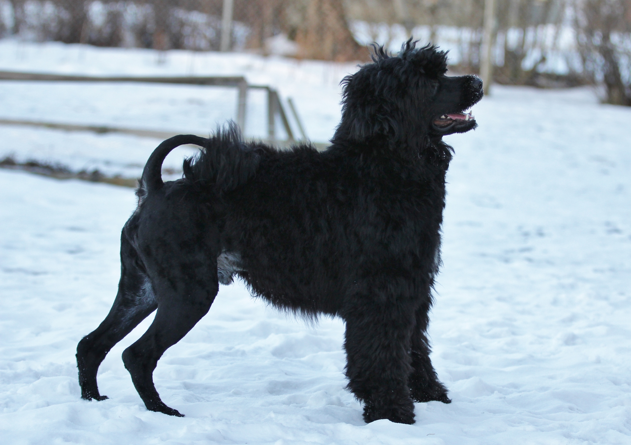 Isostar's Frie Frank, Melvin