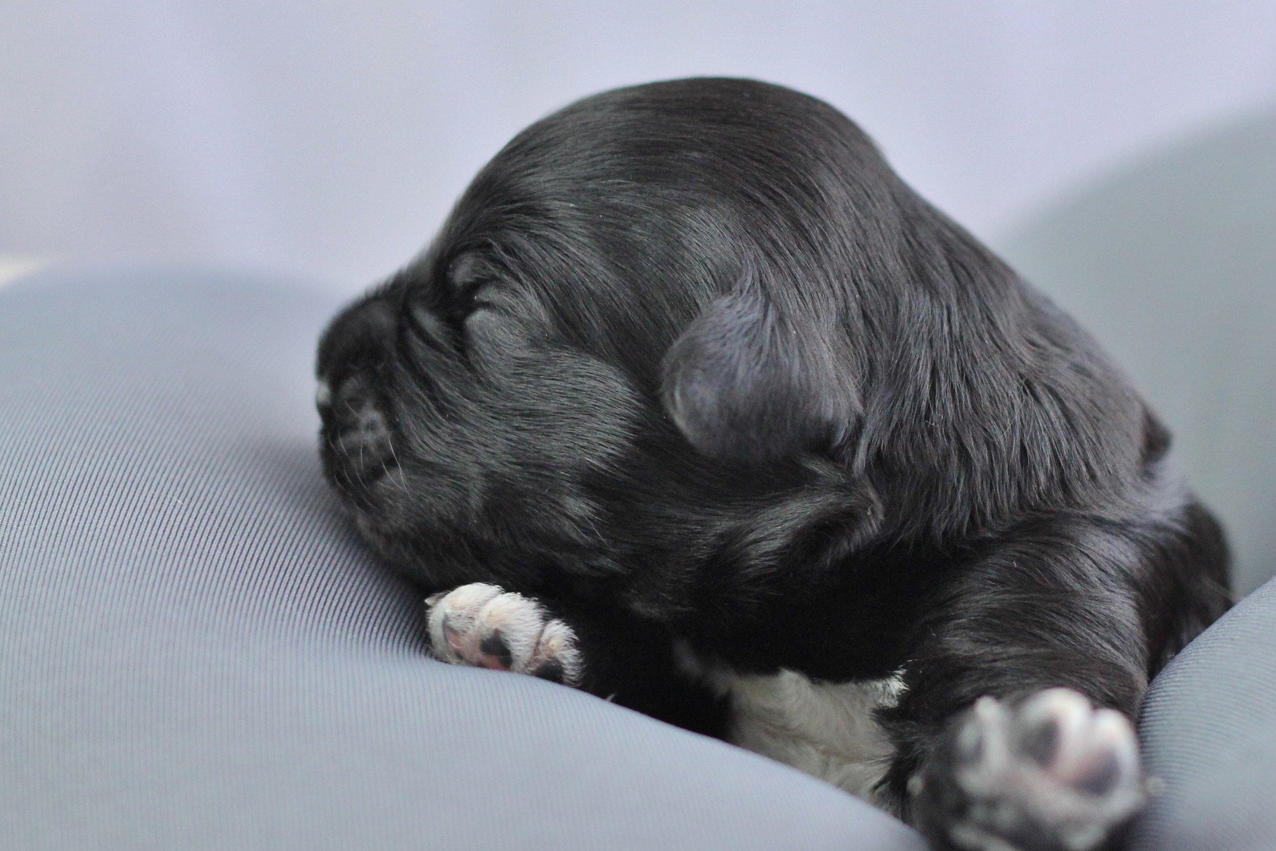 Black boy 1 week