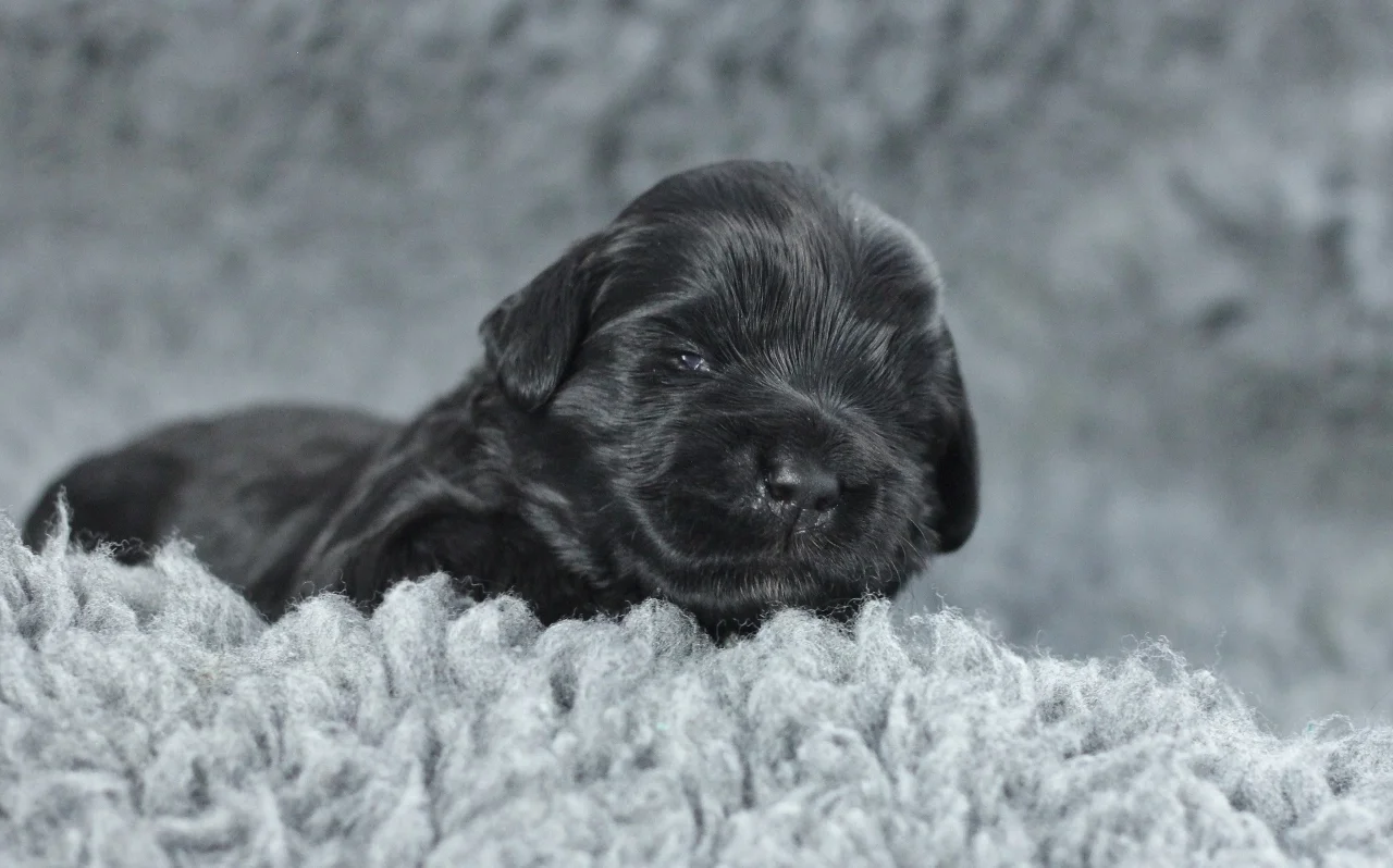 Green boy 2 weeks
