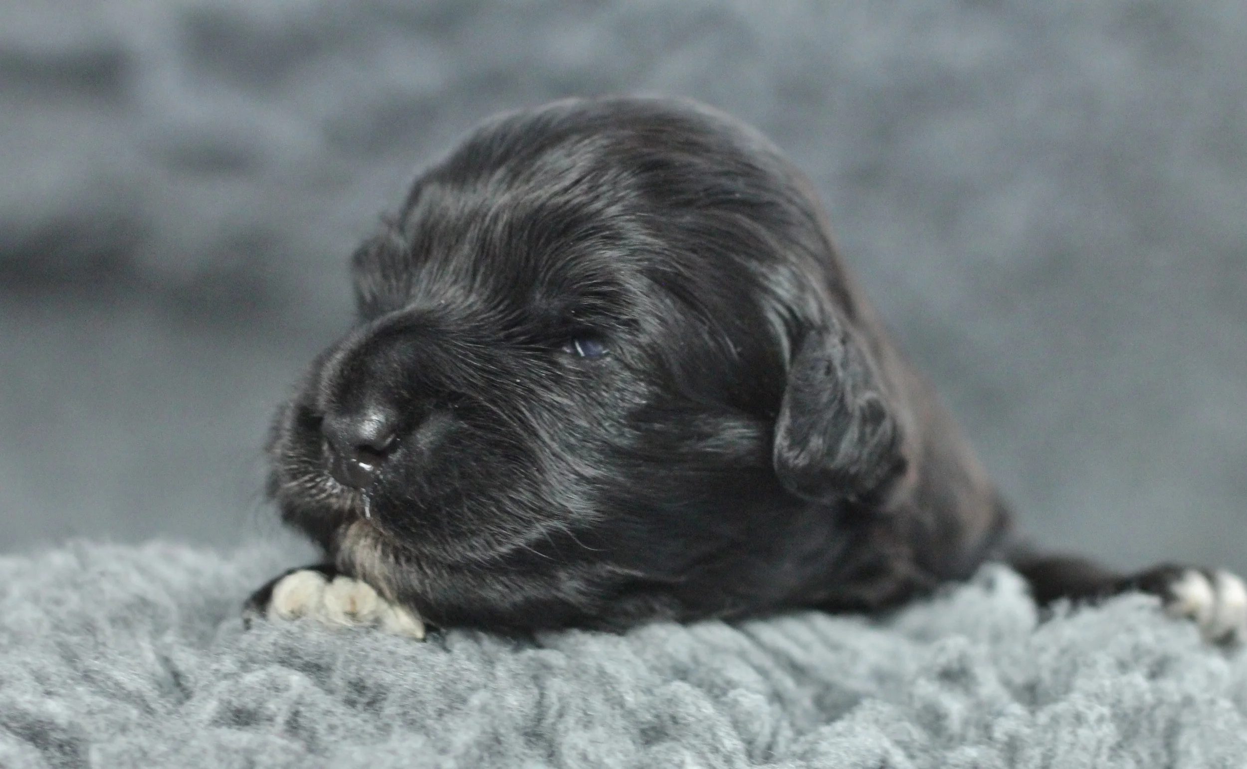 Black boy 2 weeks