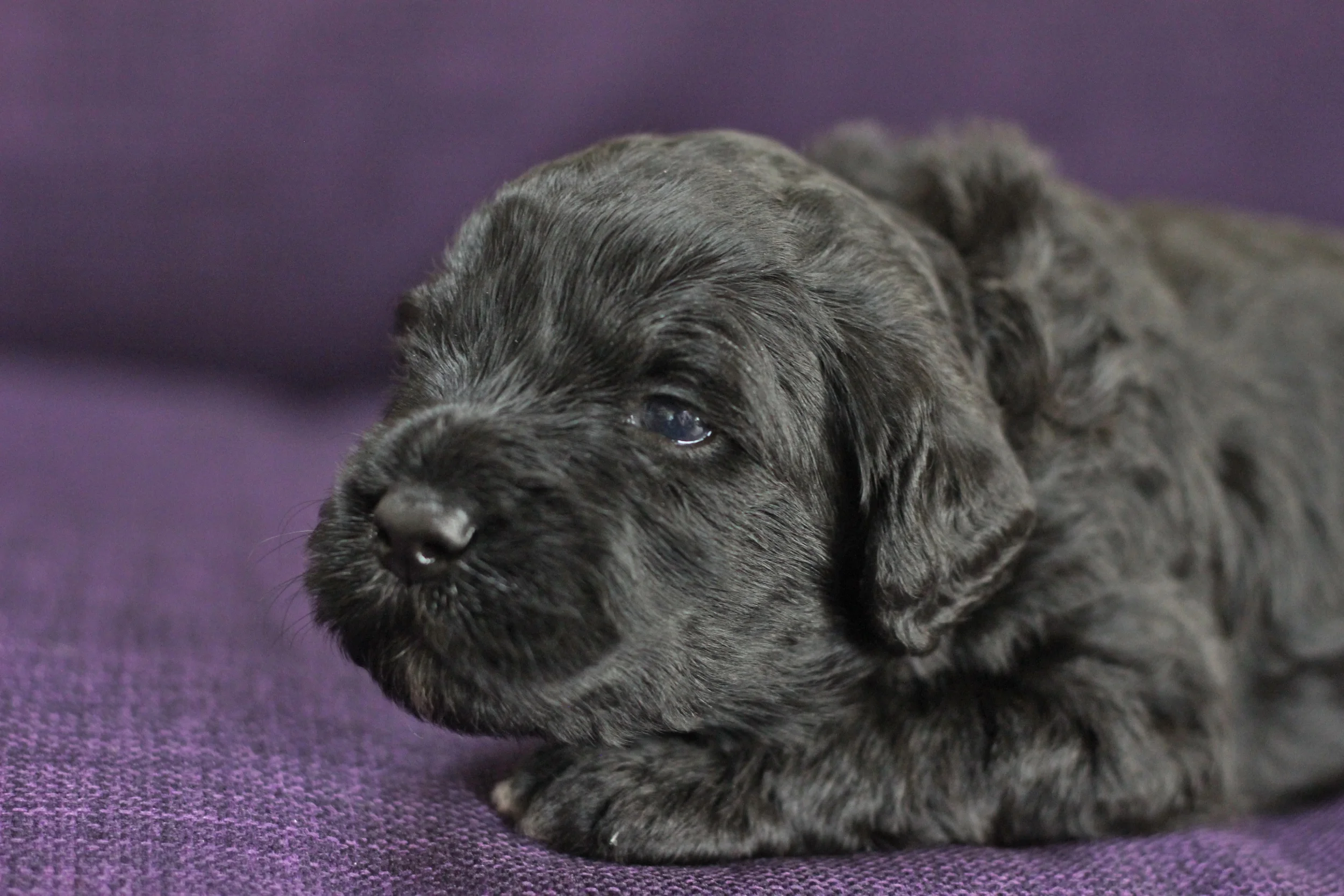 Blue boy 3 weeks